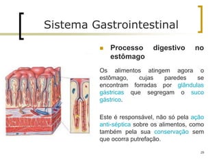  Processo digestivo no
estômago
Os alimentos atingem agora o
estômago, cujas paredes se
encontram forradas por glândulas
gástricas que segregam o suco
gástrico.
Este é responsável, não só pela ação
anti-séptica sobre os alimentos, como
também pela sua conservação sem
que ocorra putrefação.
Sistema Gastrointestinal
29
 