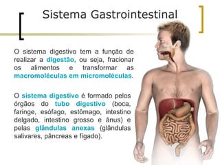O sistema digestivo tem a função de
realizar a digestão, ou seja, fracionar
os alimentos e transformar as
macromoléculas em micromoléculas.
Sistema Gastrointestinal
3
O sistema digestivo é formado pelos
órgãos do tubo digestivo (boca,
faringe, esófago, estômago, intestino
delgado, intestino grosso e ânus) e
pelas glândulas anexas (glândulas
salivares, pâncreas e fígado).
 