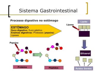 Processo digestivo no estômago
Sistema Gastrointestinal
32
 