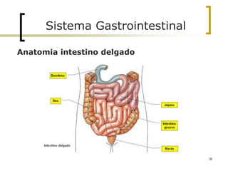 Anatomia intestino delgado
Sistema Gastrointestinal
36
 