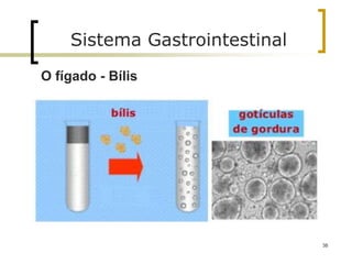 O fígado - Bílis
38
Sistema Gastrointestinal
 