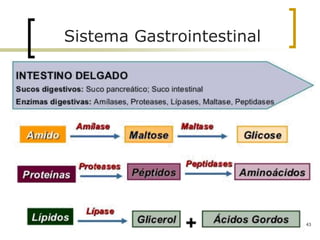 43
Sistema Gastrointestinal
 
