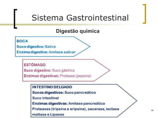 44
Sistema Gastrointestinal
Digestão química
 
