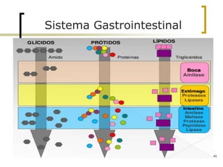 Sistema Gastrointestinal
Digestão química
45
 