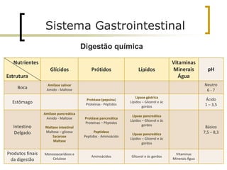 Sistema Gastrointestinal
Digestão química
46
Nutrientes
Estrutura
Glícidos Prótidos Lípidos
Vitaminas
Minerais
Água
pH
Boca
Amilase salivar
Amido - Maltose
Neutro
6 - 7
Estômago
Protéase (pepsina)
Proteínas - Péptidos
Lipase gástrica
Lípidos – Glicerol e ác
gordos
Ácido
1 – 3,5
Intestino
Delgado
Amilase pancreática
Amido - Maltose
Maltase intestinal
Maltose – glicose
Sacarase
Maltase
Protéase pancreática
Proteínas – Péptidos
Peptidase
Peptidos - Aminoácido
Lipase pancreática
Lípidos – Glicerol e ác
gordos
Lipase pancreática
Lípidos – Glicerol e ác
gordos
Básico
7,5 – 8,3
Produtos finais
da digestão
Monossacarídeos e
Celulose
Aminoácidos Glicerol e ác gordos
Vitaminas
Minerais Água
 