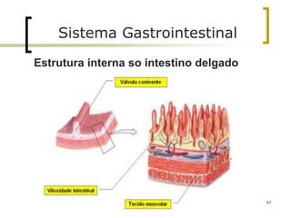 47
Sistema Gastrointestinal
Estrutura interna so intestino delgado
 