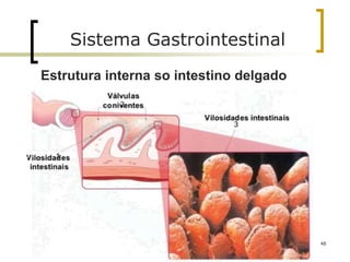 48
Sistema Gastrointestinal
Estrutura interna so intestino delgado
 