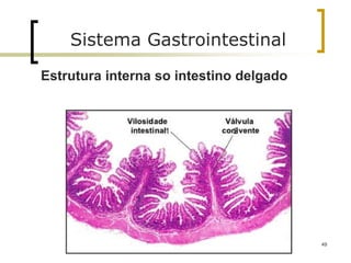49
Sistema Gastrointestinal
Estrutura interna so intestino delgado
 