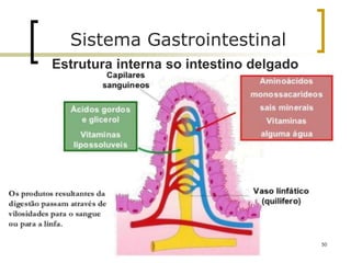 50
Sistema Gastrointestinal
Estrutura interna so intestino delgado
 