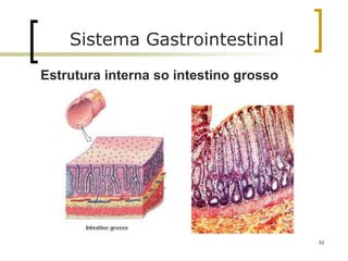 53
Sistema Gastrointestinal
Estrutura interna so intestino grosso
 