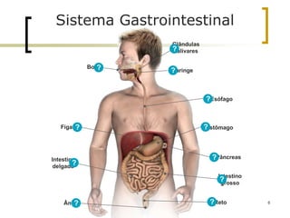 Reto
Boca
Faringe
Intestino
delgado
Intestino
grosso
Esófago
Estômago
Pâncreas
Fígado
Glândulas
salivares
?
? ?
?
?
?
?
?
?
?
Ânus
?
Sistema Gastrointestinal
6
 