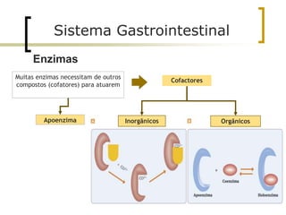 Muitas enzimas necessitam de outros
compostos (cofatores) para atuarem
Orgânicos
Apoenzima
Cofactores
Inorgânicos
Sistema Gastrointestinal
Enzimas
 