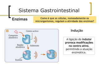 Como é que as células, nomeadamente os
microrganismos, regulam a atividade das enzimas?
Indução
A ligação do indutor
provoca modificações
no centro ativo,
permitindo a atuação
enzimática.
Sistema Gastrointestinal
Enzimas
 