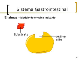 80
Sistema Gastrointestinal
Enzimas - Modelo de encaixe induzido
 
