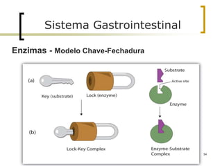 84
Sistema Gastrointestinal
Enzimas - Modelo Chave-Fechadura
 