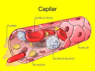 Capilar
 