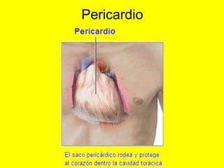 Pericardio
 