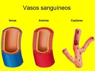 Vasos sanguíneos

Venas        Arterias      Capilares
 