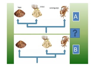 lapa   craca
               caranguejo




                            A



                            B
 