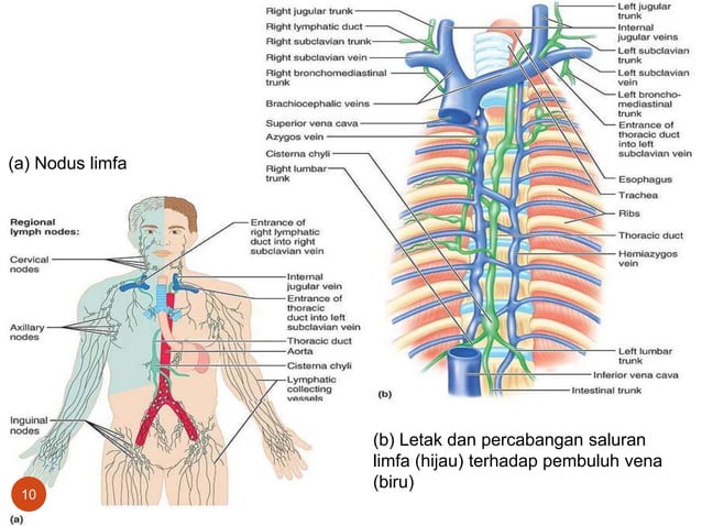Limf Body PPT - Sistem Limfatik.ppt