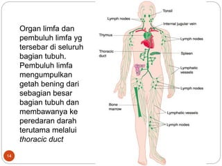 Organ limfa dan
pembuluh limfa yg
tersebar di seluruh
bagian tubuh.
Pembuluh limfa
mengumpulkan
getah bening dari
sebagian besar
bagian tubuh dan
membawanya ke
peredaran darah
terutama melalui
thoracic duct
14
 