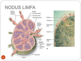 NODUS LIMFA
18
 