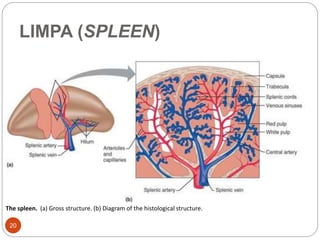 The spleen. (a) Gross structure. (b) Diagram of the histological structure.
LIMPA (SPLEEN)
20
 