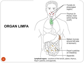 Lymphoid organs. Locations of the tonsils, spleen, thymus,
Peyer’s patches, and appendix.
ORGAN LIMFA
22
 