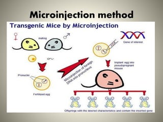 Microinjection Method Instrument tansgenic mice:methodology and application | PPTX