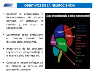 • Describir la organización y
funcionamiento del sistema
nervioso, en particular el
cerebro y sus áreas de
conocimiento.
• Determinar como evoluciona
el cerebro durante los
distintos ciclos evolutivos.
• Importancia de los procesos
cognitivos en el aprendizaje y
el manejo de la información.
• Conocer el nuevo enfoque de
las ciencias al servicio del
proceso de aprender.
OBJETIVOS DE LA NEUROCIENCIA
 