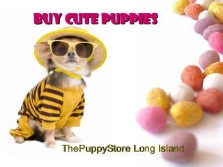 ThePuppyStore Long IslandThePuppyStore Long Island
Buy CUTE PUPPIESBuy CUTE PUPPIES
 