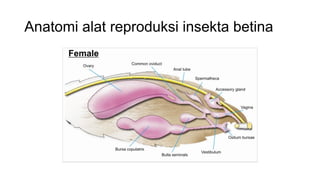 PPT-UEU-Anatomi-dan-Fisiologi-Hewan-Pertemuan-14.pdf