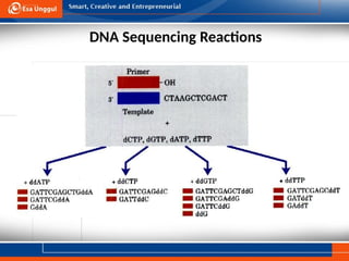 Comprehensive Introduction to DNA Bioinformatics and Sequencing ...