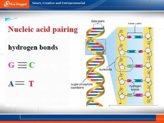 Comprehensive Introduction to DNA Bioinformatics and Sequencing ...