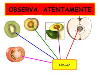 SEMILLA
OBSERVA ATENTAMENTE
 