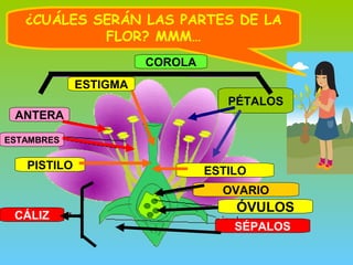 ¿CUÁLES SERÁN LAS PARTES DE LA
FLOR? MMM…
COROLA
PÉTALOS
ESTIGMA
CÁLIZ
PISTILO
ANTERA
ESTAMBRES
ÓVULOS
SÉPALOS
OVARIO
ESTILO
 