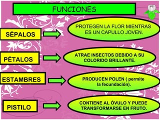 SÉPALOS
PÉTALOS
ESTAMBRES
PISTILO
FUNCIONES
PROTEGEN LA FLOR MIENTRAS
ES UN CAPULLO JOVEN.
ATRAE INSECTOS DEBIDO A SU
COLORIDO BRILLANTE.
PRODUCEN POLEN ( permite
la fecundación).
CONTIENE AL ÓVULO Y PUEDE
TRANSFORMARSE EN FRUTO.
 
