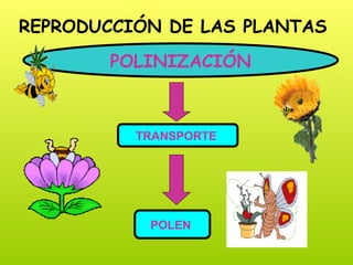 REPRODUCCIÓN DE LAS PLANTAS
POLINIZACIÓN
TRANSPORTE
POLEN
 