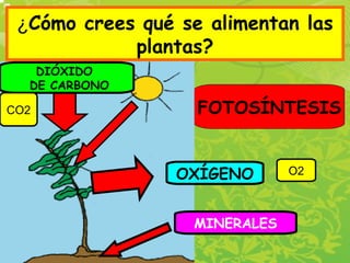 ¿Cómo crees qué se alimentan las
plantas?
FOTOSÍNTESIS
DIÓXIDO
DE CARBONO
O2
CO2
OXÍGENO
MINERALES
 