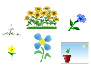 Las plantas para tercero de primaria