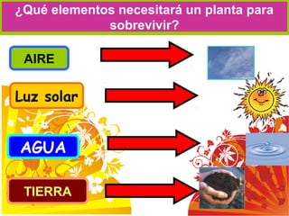 ¿Qué elementos necesitará un planta para
sobrevivir?
AGUA
Luz solar
AIRE
TIERRA
 