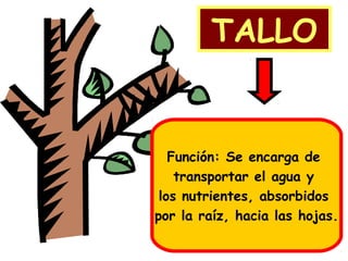 TALLO
Función: Se encarga de
transportar el agua y
los nutrientes, absorbidos
por la raíz, hacia las hojas.
 