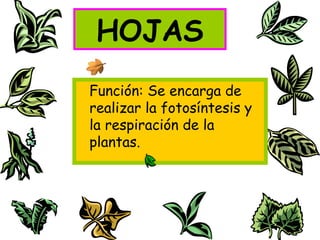 HOJAS
Función: Se encarga de
realizar la fotosíntesis y
la respiración de la
plantas.
 