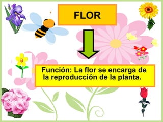 FLOR
Función: La flor se encarga de
la reproducción de la planta.
 