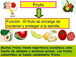 Fruto
Función : El fruto se encarga de
contener y proteger a la semilla.
Muchos frutos tienen importancia económica como
fuente de alimento y materias primas. Los frutos
comestibles se llaman comúnmente frutas.
 