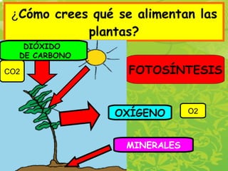 ¿ Cómo crees qué se alimentan las plantas? FOTOSÍNTESIS DIÓXIDO  DE CARBONO O2 CO2 OXÍGENO MINERALES 