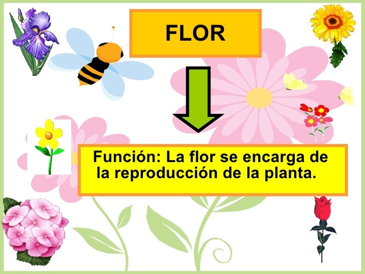 Ppt. unidad las plantas