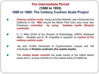 The Intermediate Period
(1888 to 1955)
1888 to 1889: The Cottony Cushion Scale Project
Cottony cushion scale, Icerya purchasi Maskell, was introduced into
California in CA. 1868 around the Menlo Park (CA) area (near San
Francisco) controlled by using Vedaliea beetle (Rodolia
cardinalis)
C. V. Riley (Chief of the Division of Entomology, USDA) employed
Albert Koebele and D. W. Coquillett in research on control of the
cottony cushion scale
He sent 12,000 individuals of Cryptochaetum iceryae and 129
individuals of Rodolia cardinalis (the vedalia beetle)
The vedalia beetle controls the scale mainly in the inland desert
areas and C. iceryae controls it in the coastal areas of California.
 