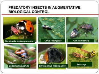 PREDATORY INSECTS IN AUGMENTATIVE
BIOLOGICAL CONTROL
Orius laevigatus Arma chinensis
Zelus sp.
Coccinella septempunctata
Coccinella repanda Crytolaemus montrouzieri
 
