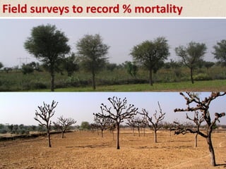 Field surveys to record % mortality
 
